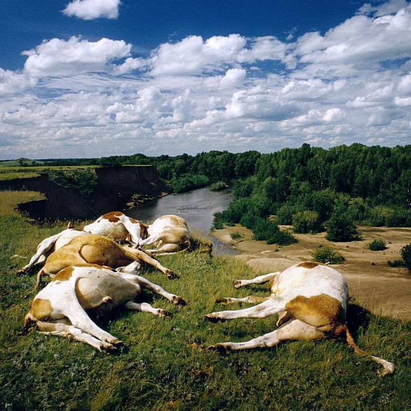 RUSSIA. Altai Territory. 2000. Dead cows lying on a cliff. The local population claim whole herds of cattle and sheep regularly die as a result of rocket fuel poisoned soil.